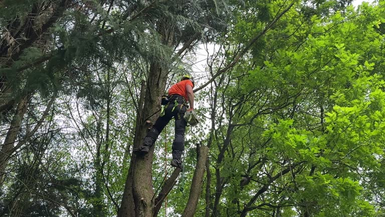 Best Tree Preservation Services  in New Braunfels, TX